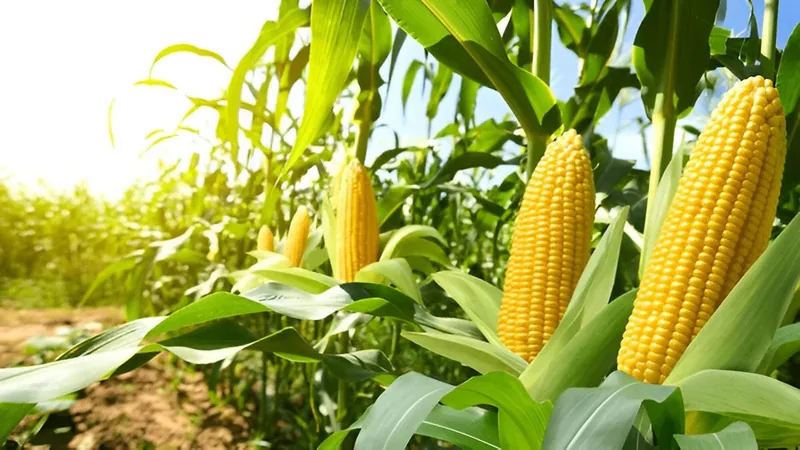 Philippine farmer with organic certification on a sustainable farm