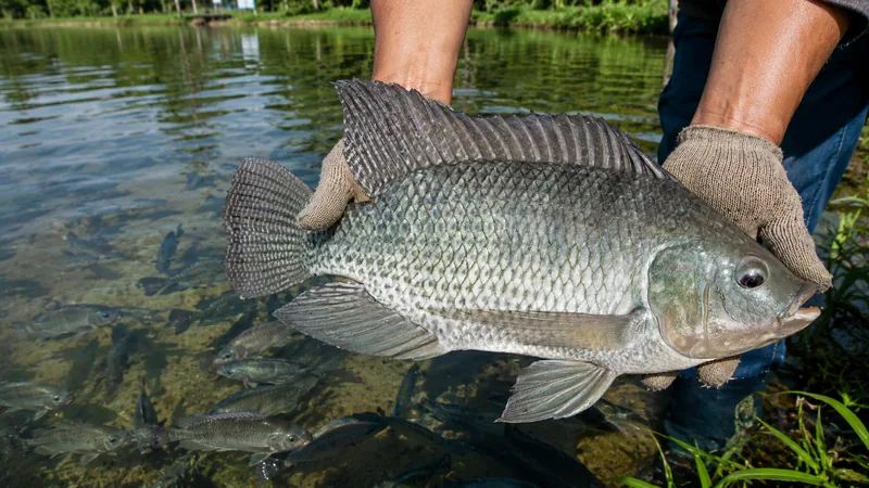 Tilapia earthen pond aquaculture operation in the Philippines